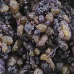 Incenso In Resina Egyptian Musk 60 G